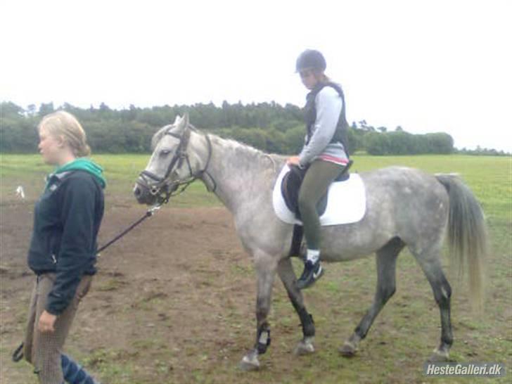 Anden særlig race Shakira   solgt! billede 12