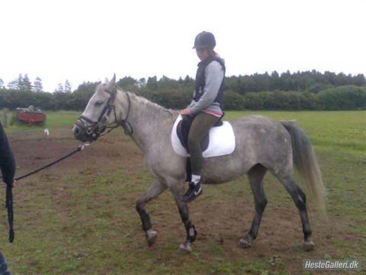 Anden særlig race Shakira   solgt! billede 14