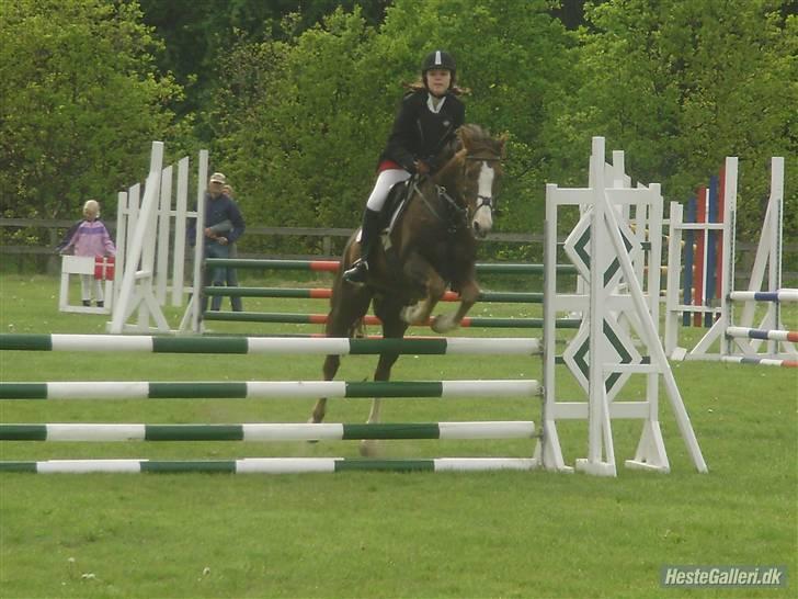 Hollandsk Sportspony Rico<3  - Shhh jeg ligner en alien, ikke sig det til nogen !  billede 15