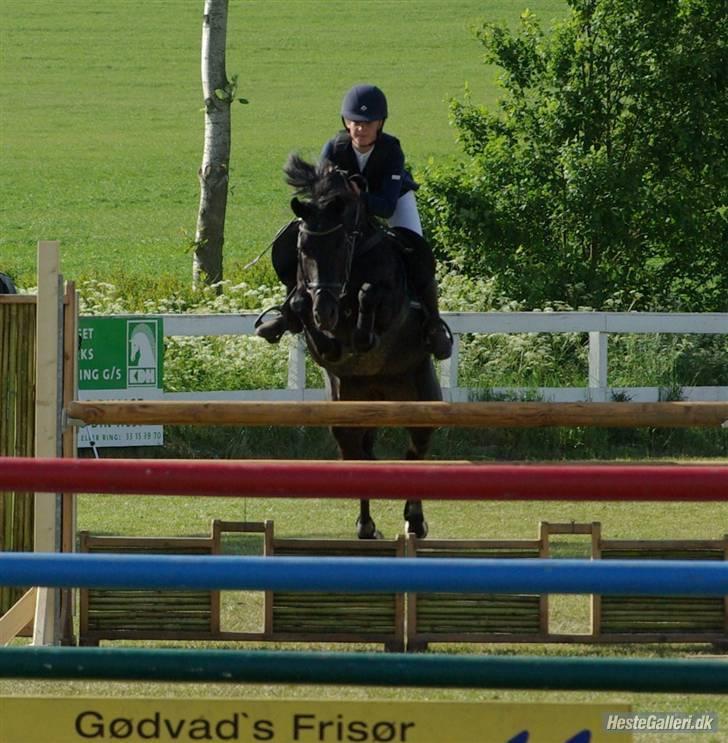 New Forest Hamlet's Merick (solgt) billede 11