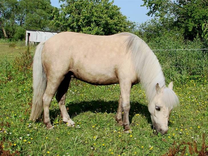 Palomino Skovsgårdes Cream-X-Treme billede 10