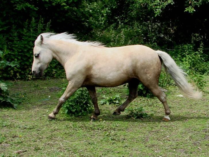Palomino Skovsgårdes Cream-X-Treme billede 12