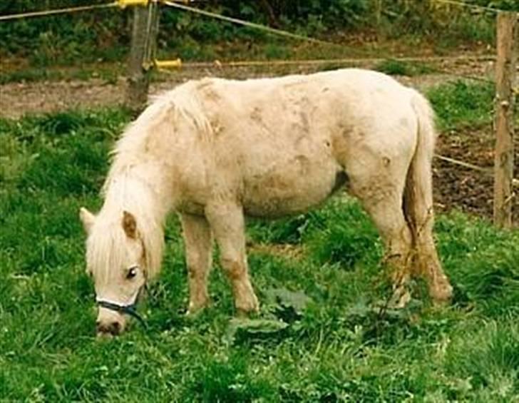 Palomino Skovsgårdes Cream-X-Treme billede 13