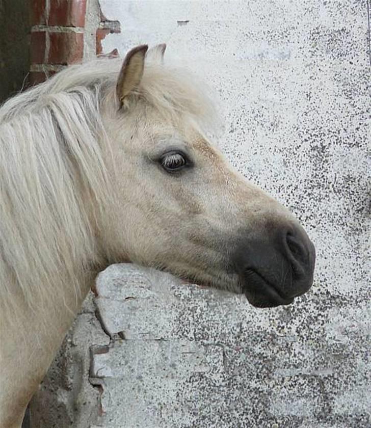 Palomino Skovsgårdes Cream-X-Treme billede 14