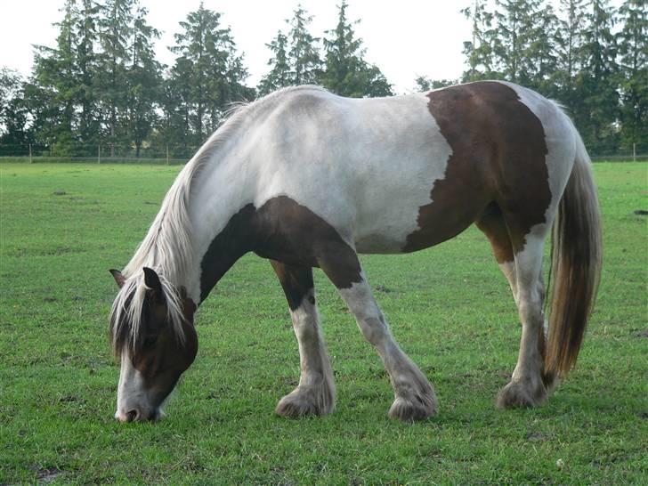 Irish Cob Frydendal's Liothlaith billede 20