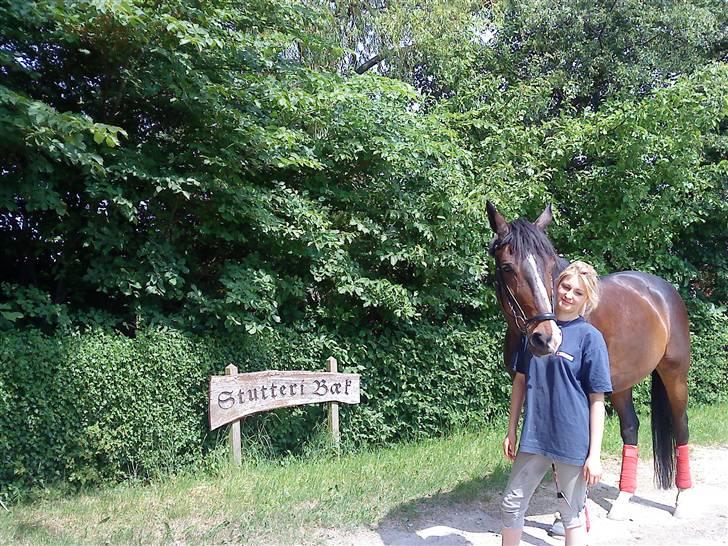 Dansk Varmblod sø-gårds afrodite solgt. billede 19