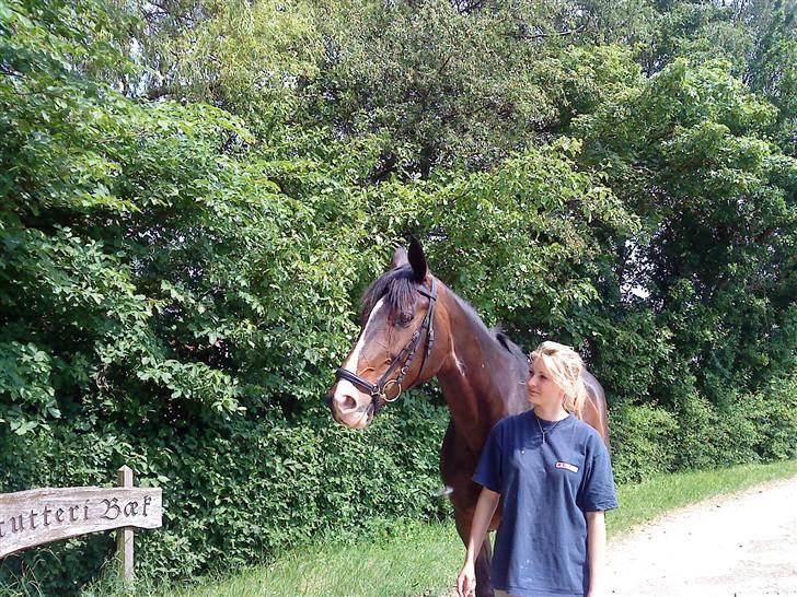 Dansk Varmblod sø-gårds afrodite solgt. billede 20