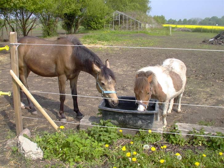 Shetlænder Nanna - her er Nanna sammen med min anden pony Filuka billede 16