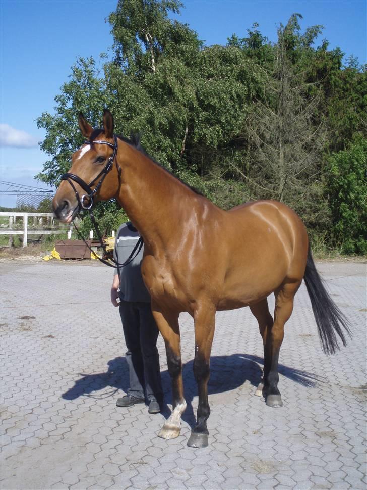 Dansk Varmblod My Lightfoot Lime R.I.P Himmelhest billede 11