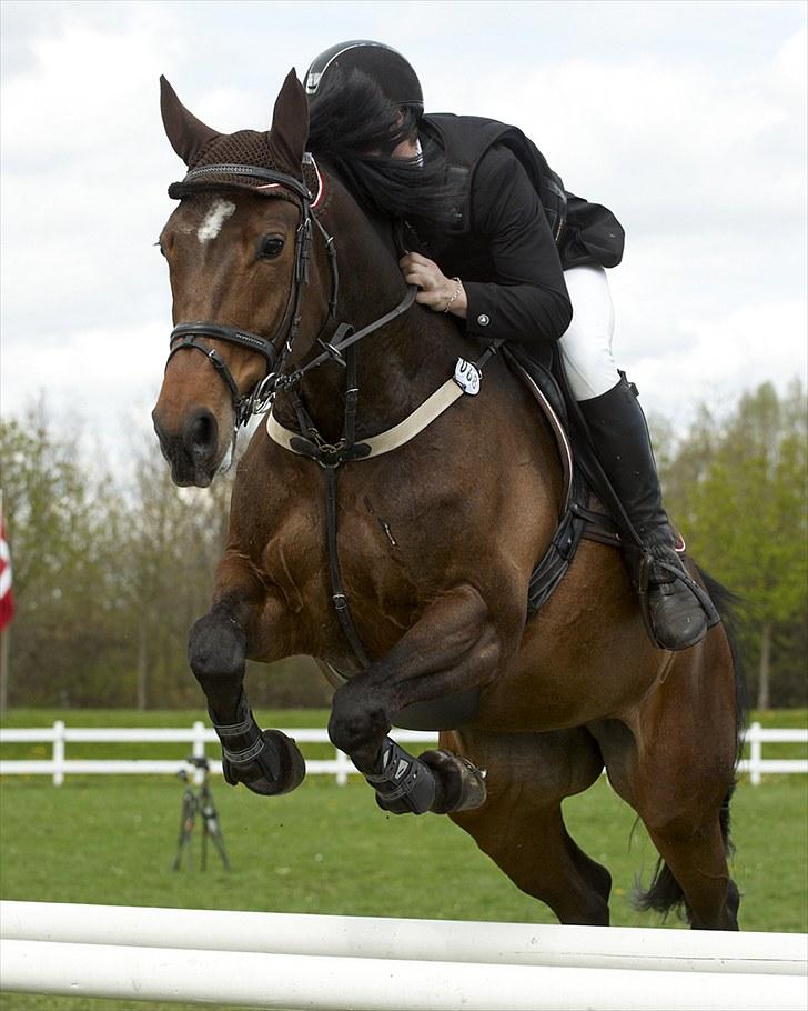 Holstener Orchidee billede 14