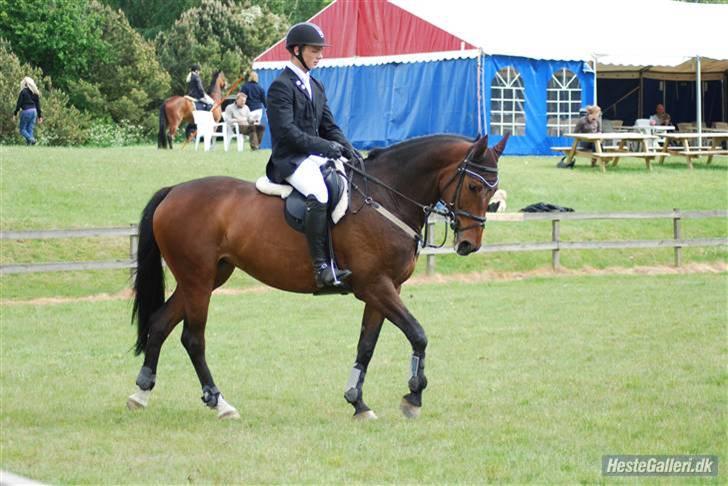 Holstener Orchidee billede 16