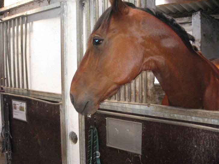 Traver Rapid (solgt) - ej er det min nye box!  billede 1