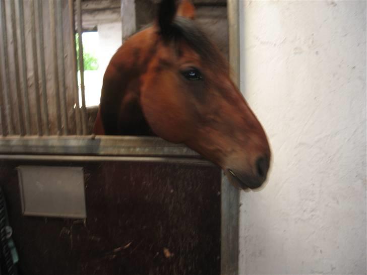 Traver Rapid (solgt) - hov hvad er der der nede?  billede 2