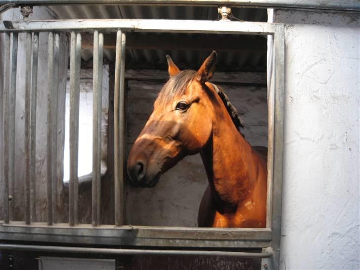 Traver Rapid (solgt) - Ej ikke mer lige nu!  billede 3