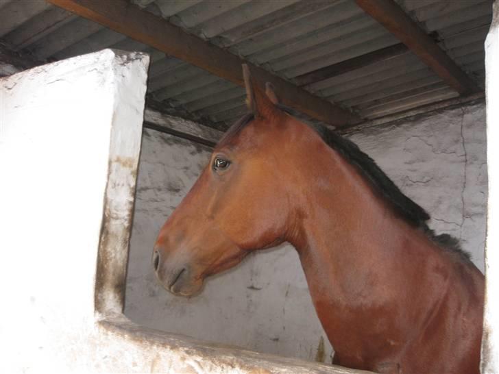 Traver Rapid (solgt) - hov jeg kan se min nabo?! billede 4