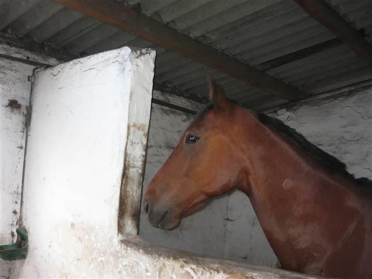 Traver Rapid (solgt) - skal lige se det her lidt an ! billede 5