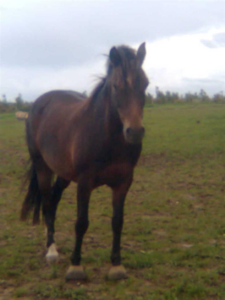 DSP Caliope billede 2