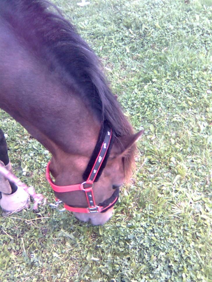 DSP Caliope billede 6