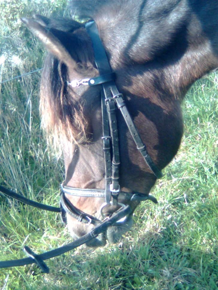 DSP Caliope billede 8