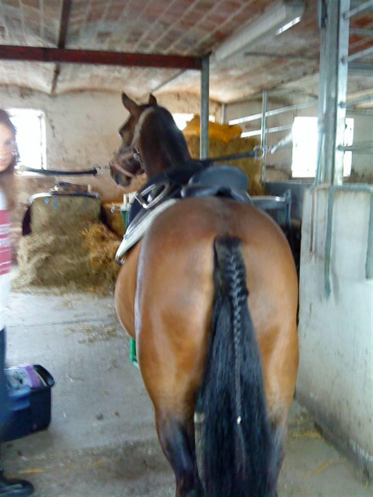 DSP Akita (susans) - Fine Akita med flettet hale <33 ;D ( det er Ber der har flettet hale ) billede 12