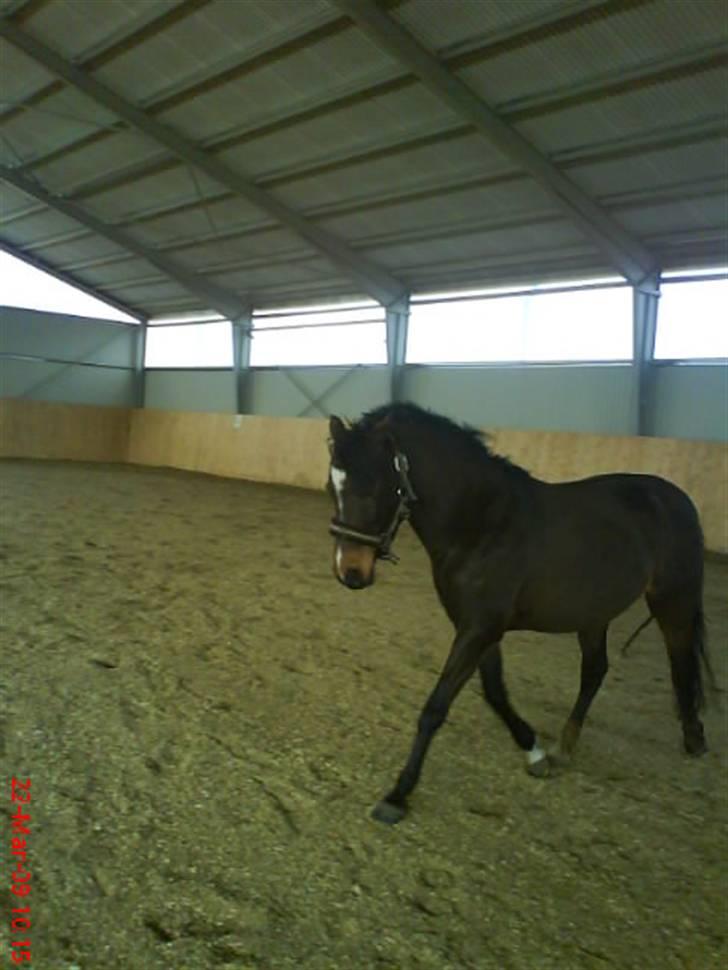 DSP Akita (susans) - DEN SMUKKE !!!!!  billede 13