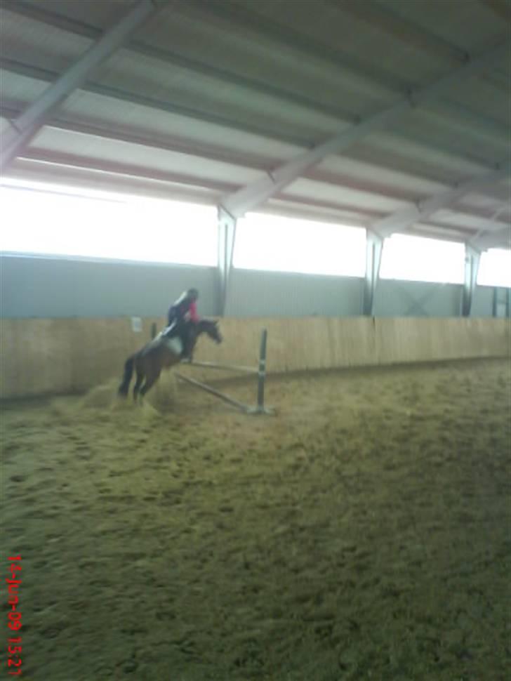 DSP Akita (susans) - Ber/Belinda springer 75 cm. på Spring glade Akita 8-) billede 16