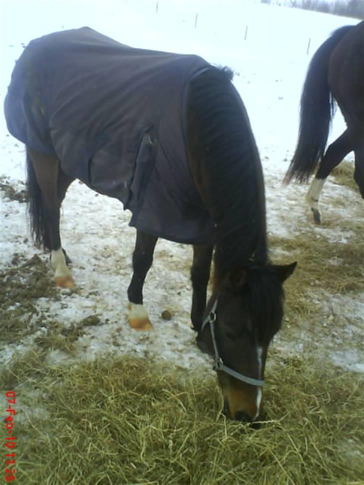 DSP Akita (susans) - guffe guffe!!!<3  billede 18