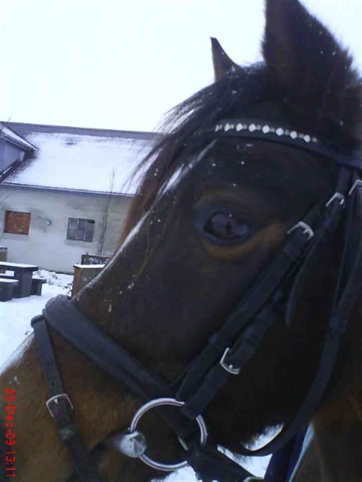 DSP Akita (susans) - Akita ! <3 billede 19