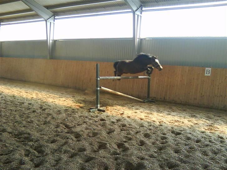 DSP Akita (susans) - spring ponyen 1 meter !!!!! billede 20