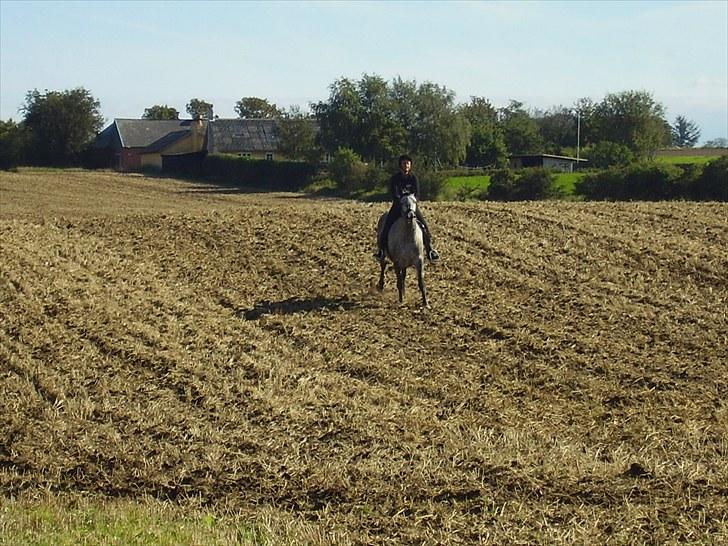 Trakehner Betania af Gadebjerggaard R.I.P billede 5