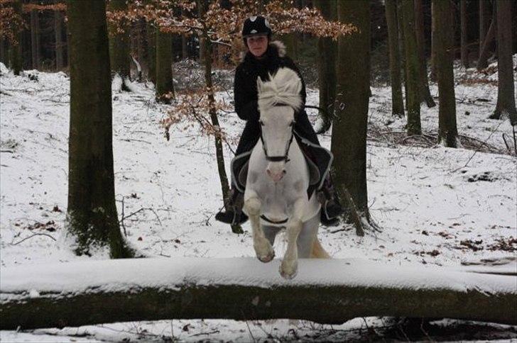 Anden særlig race Sir Camelot - sidste skovtur sammen :´( <3 foto: Mia Grønning billede 16