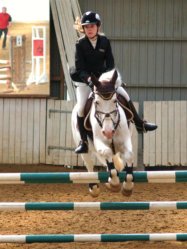 Anden særlig race Sir Camelot - 1 afd. af sh. cup  ;) 4 plads <3  foto: Erik Nørgård billede 17