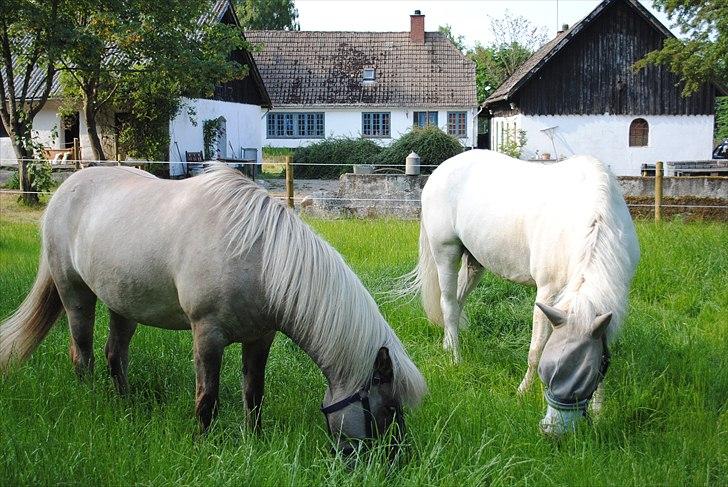 Anden særlig race Sir Camelot - Bifröst og camelot <3 foto: mig  billede 18