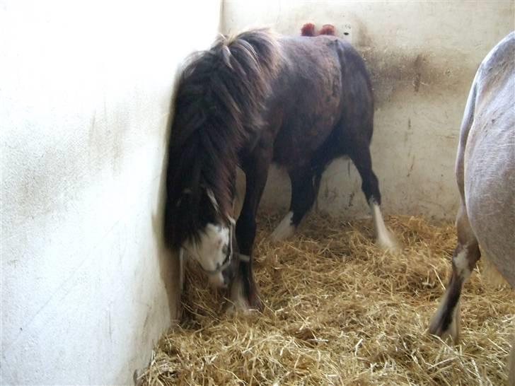 Irish Cob <3White Horse Purple Rain - Purple klør sig på de ophængte koste! 14/6-09 billede 17