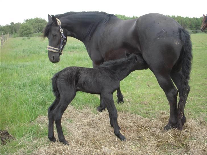 Frieser Lady - 18) Nybagt mor. Få timer efter hun har folet. billede 18