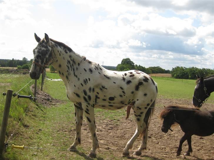 Knabstrupper Harlekin billede 1