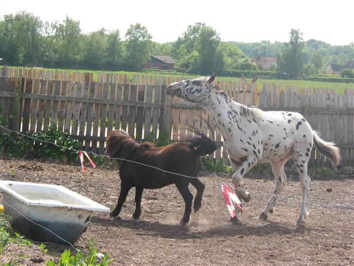 Knabstrupper Harlekin billede 2