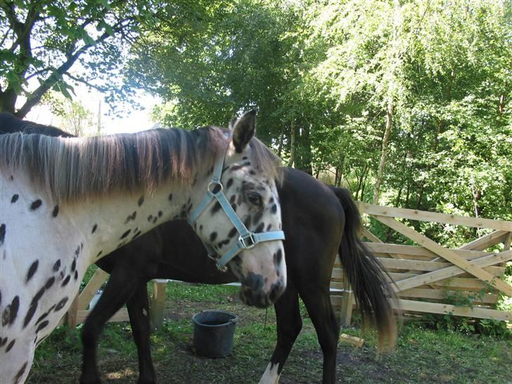 Knabstrupper Harlekin billede 3