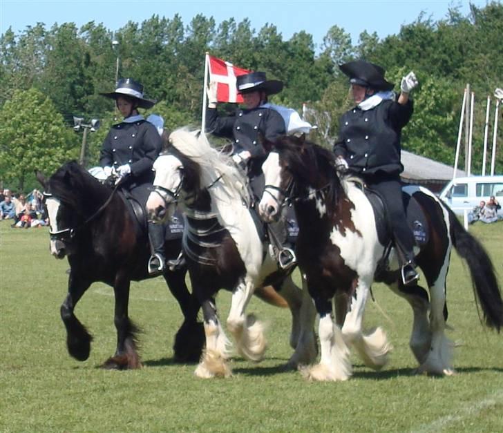 Irish Cob Bigumsgårds Dina  - Det Fynske Skue 2009. billede 12