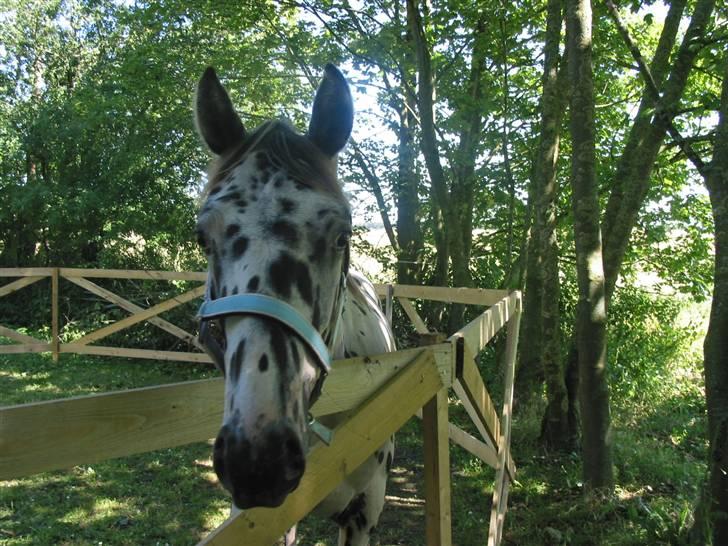 Knabstrupper Harlekin billede 4