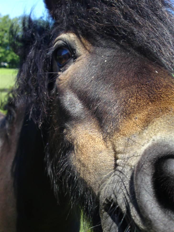 Dartmoor frida Dunemose *solgt billede 18