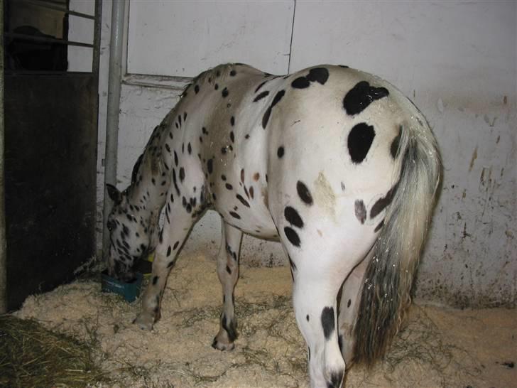 Knabstrupper Harlekin billede 6