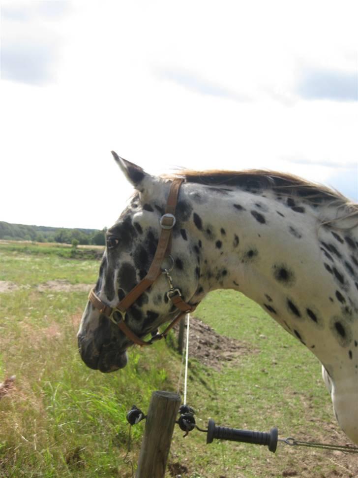 Knabstrupper Harlekin billede 7