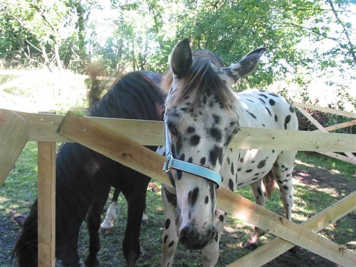 Knabstrupper Harlekin billede 8