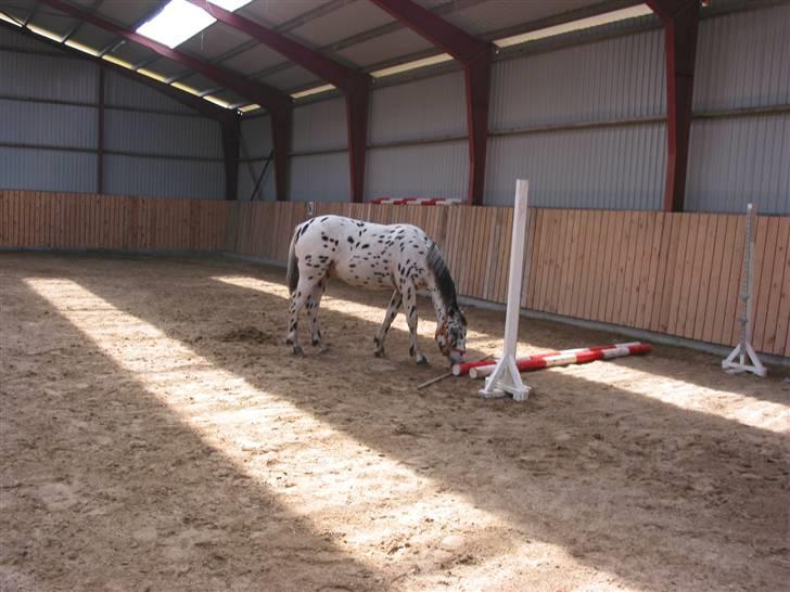 Knabstrupper Harlekin billede 9