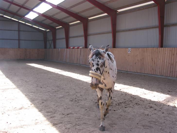 Knabstrupper Harlekin billede 10