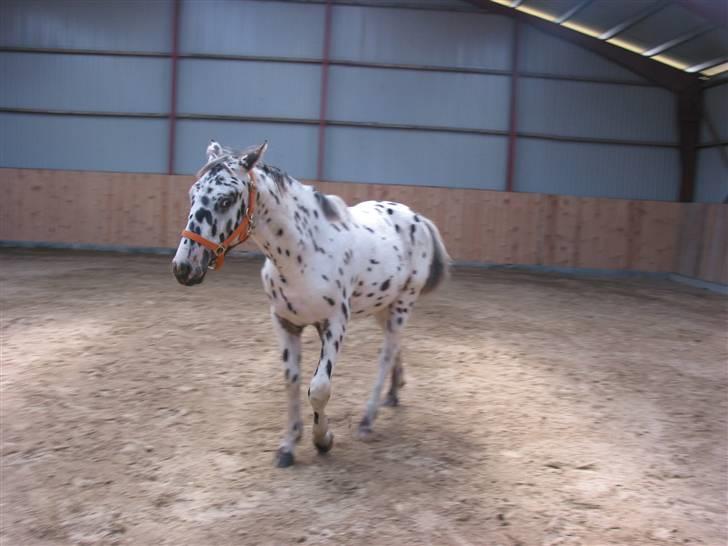 Knabstrupper Harlekin billede 11