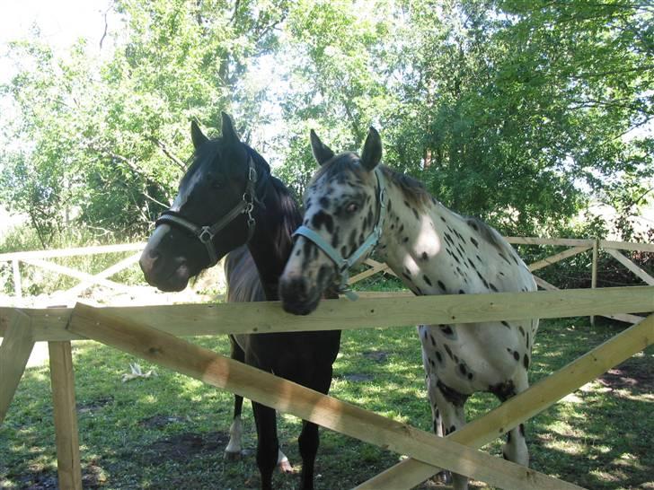 Knabstrupper Harlekin billede 12