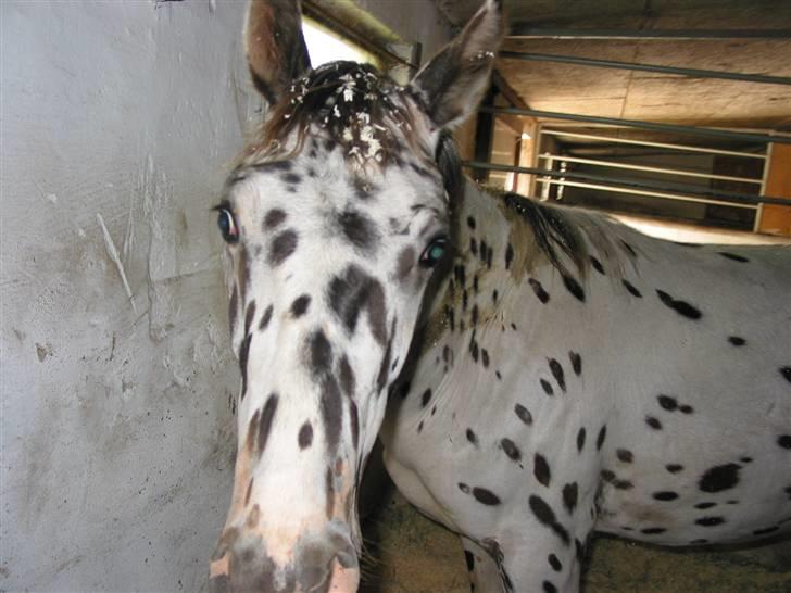 Knabstrupper Harlekin billede 13