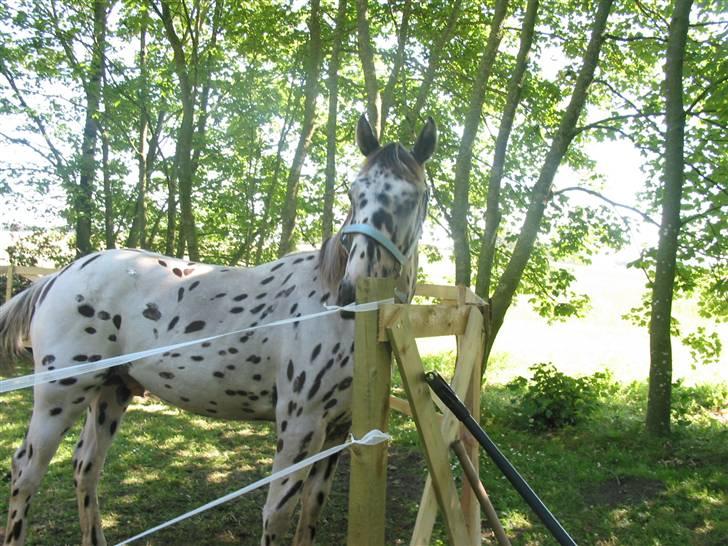 Knabstrupper Harlekin billede 14